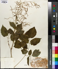 Aruncus dioicus image