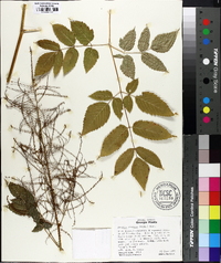 Aruncus dioicus image