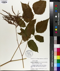 Aruncus dioicus image