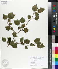 Crataegus flava image