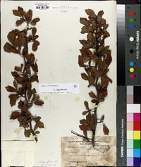 Crataegus inops image