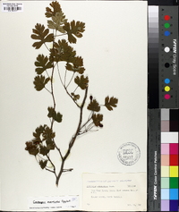 Crataegus marshallii image