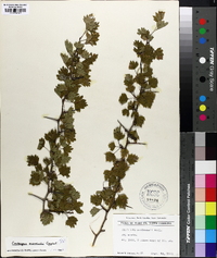 Crataegus marshallii image