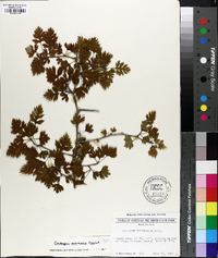 Crataegus marshallii image