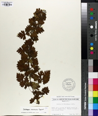 Crataegus marshallii image