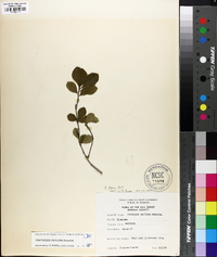 Crataegus uniflora image