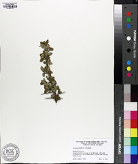 Crataegus uniflora image