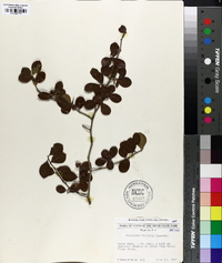 Crataegus uniflora image