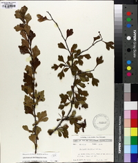 Crataegus spathulata image