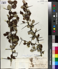 Crataegus uniflora image