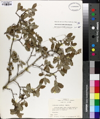 Crataegus uniflora image