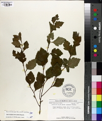 Crataegus uniflora image