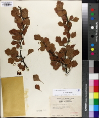 Crataegus viaria image