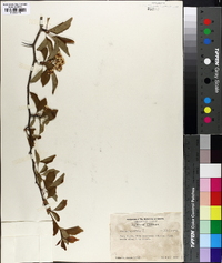 Crataegus viridis image