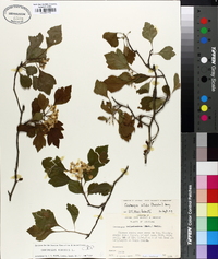 Crataegus viridis image