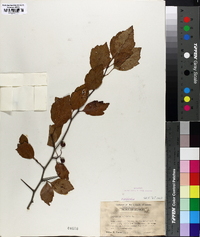 Crataegus viridis image