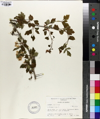 Crataegus viridis image