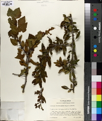 Crataegus brachyacantha image