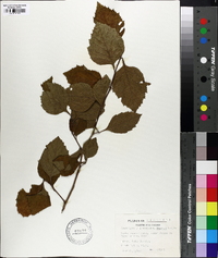 Crataegus calpodendron image