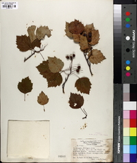 Crataegus filipes image