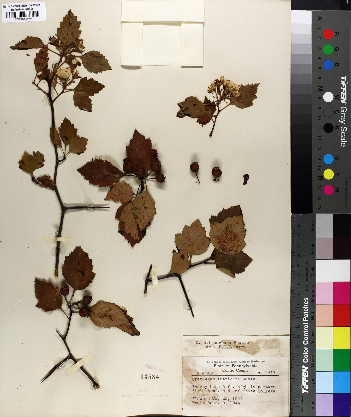 Crataegus intricata image