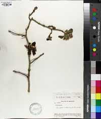 Crataegus mollis image