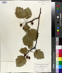 Crataegus mollis image