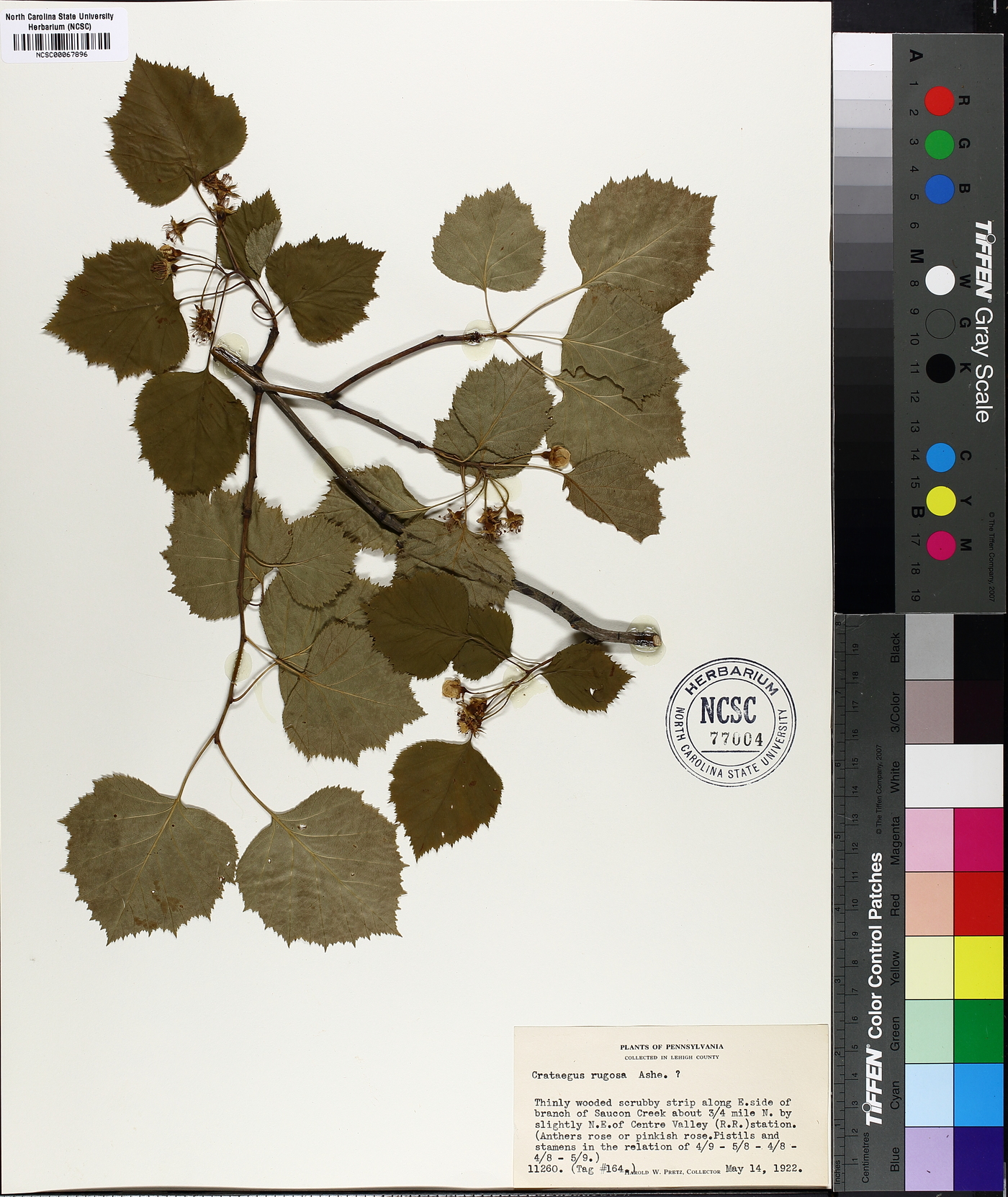 Crataegus rugosa image