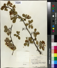 Crataegus viridis image