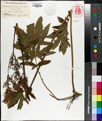 Filipendula rubra image