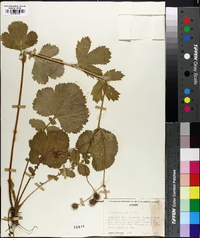 Geum macrophyllum image