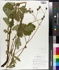 Geum macrophyllum image