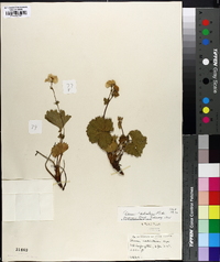 Geum peckii image