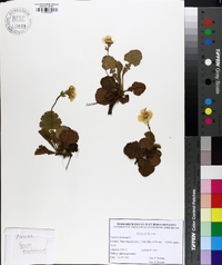 Geum montanum image