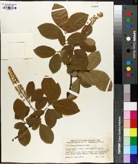 Prunus alabamensis image