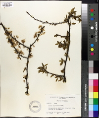 Prunus angustifolia image