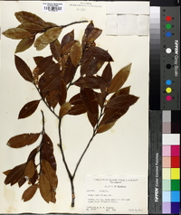 Prunus caroliniana image