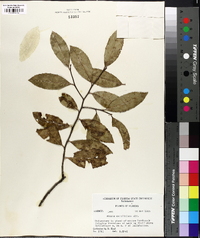 Prunus caroliniana image