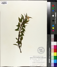 Prunus pensylvanica image