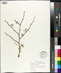 Prunus umbellata image