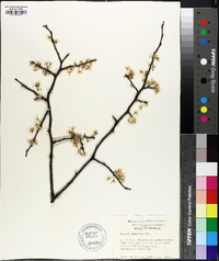 Prunus umbellata image