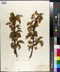 Prunus avium image