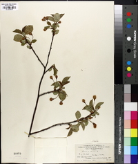 Prunus avium image