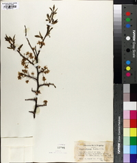 Prunus gracilis image