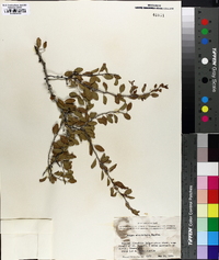 Prunus minutiflora image