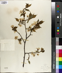 Prunus nigra image