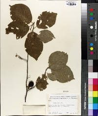 Prunus nigra image