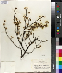 Prunus gracilis image