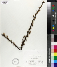 Prunus spinosa image