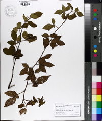 Rubus argutus image